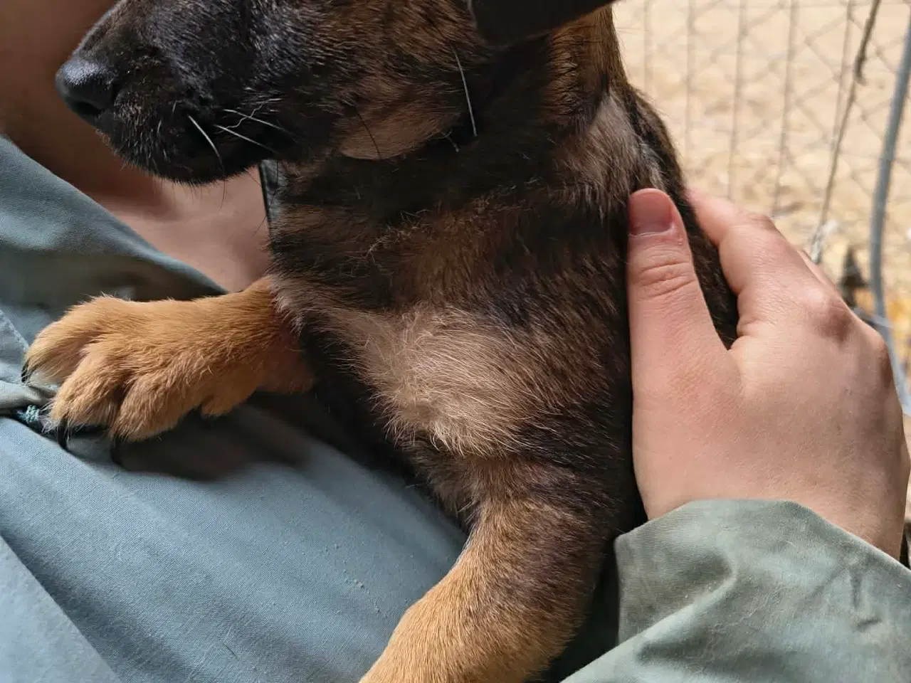 Billede 2 - Hvalpen Bailey søger et godt hjem