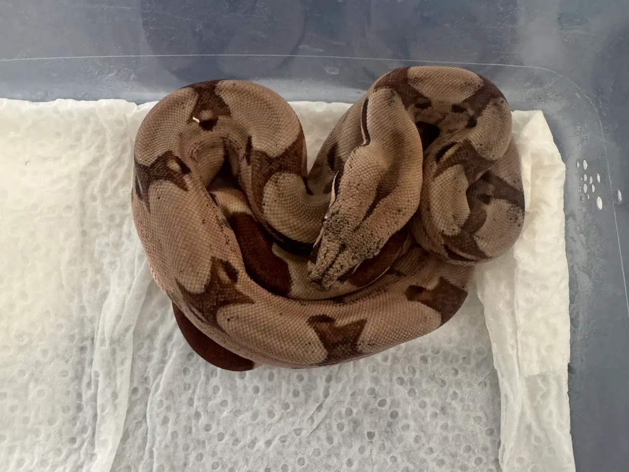 Billede 12 - Boa constrictor 