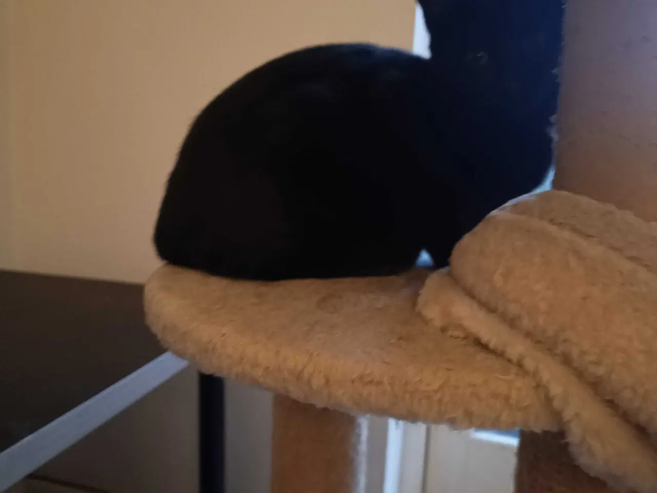 Billede 2 - 16 uger gammel killinger