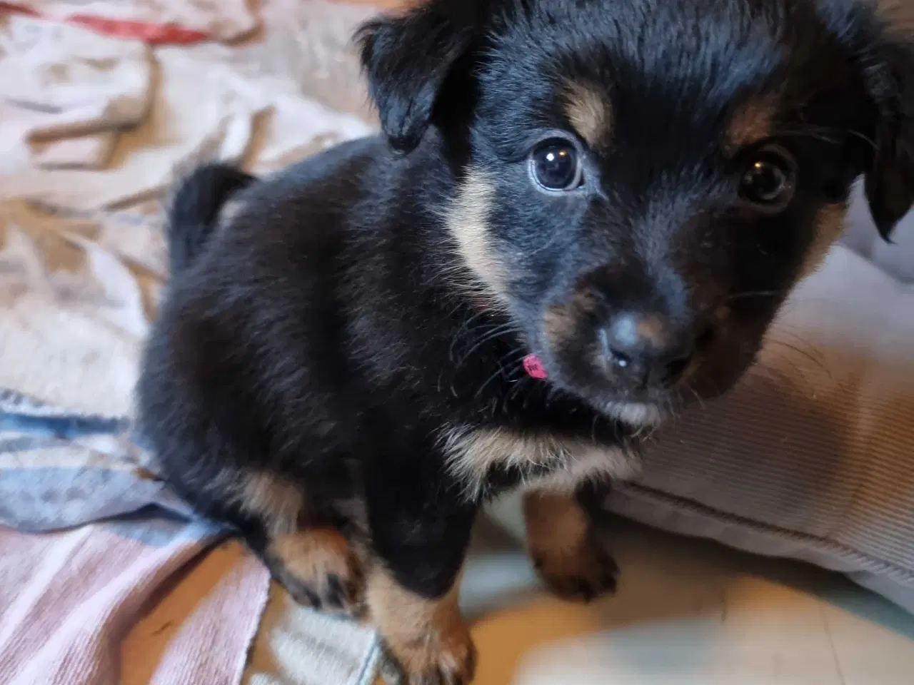 Billede 3 - Islandskfårehund blandings hvalpe 