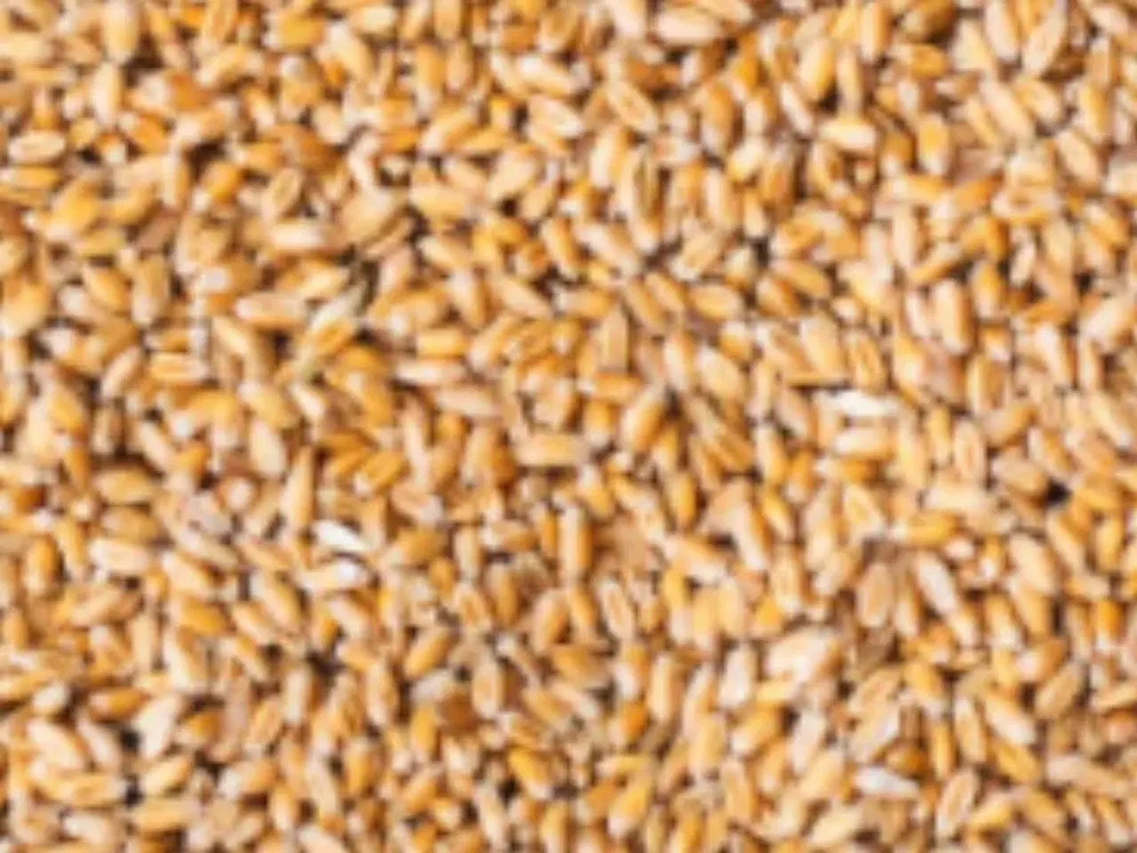 Billede 1 - Søger Kornrenser