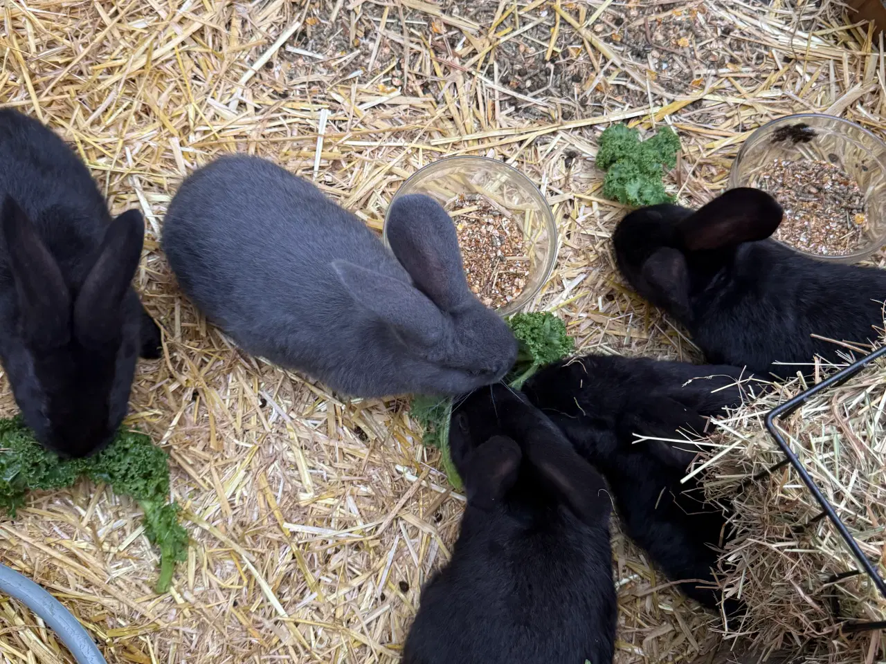 Billede 3 - Belgisk kæmpe/?