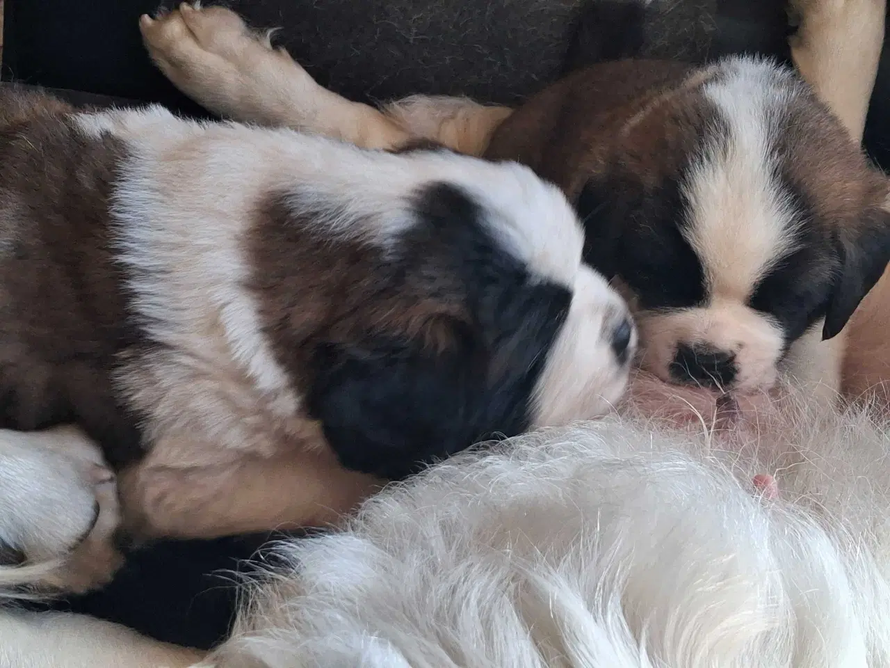 Billede 1 - Sankt bernhard valpe 