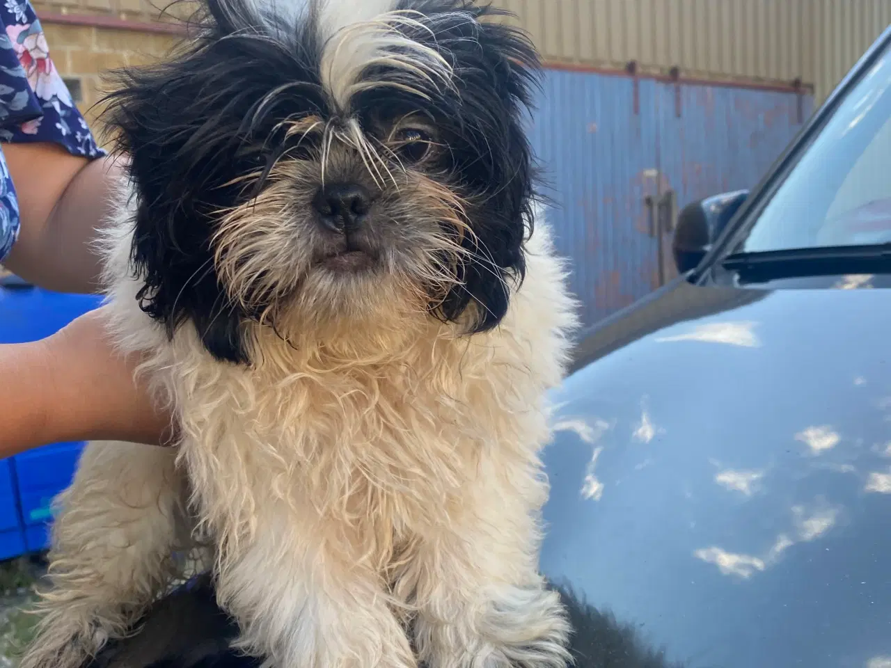 Billede 3 - Shih Tzu Hvalpe 3 mdr Gamle