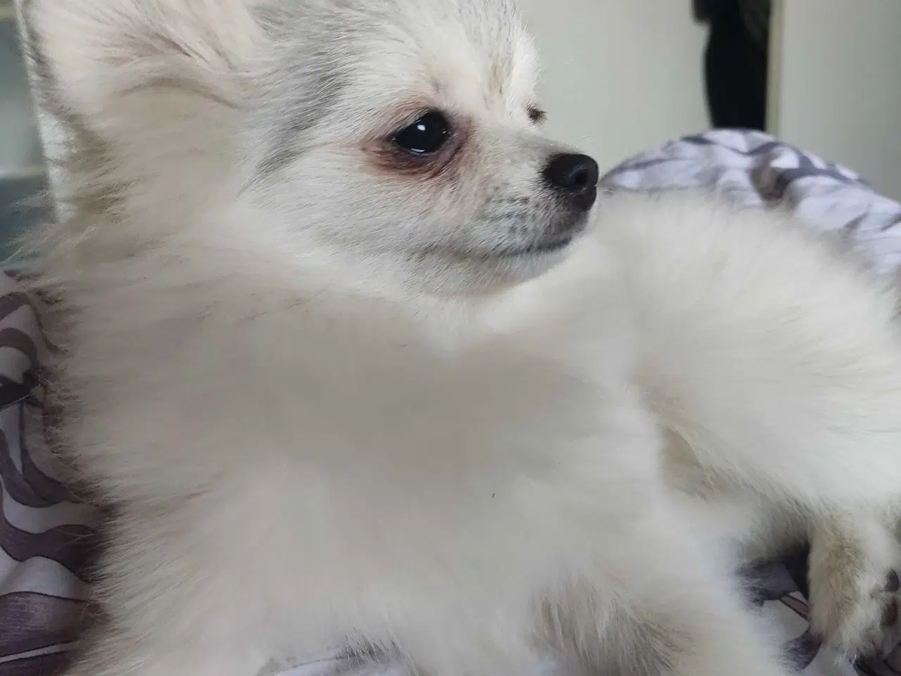 Billede 8 - Mini Pomeranian 