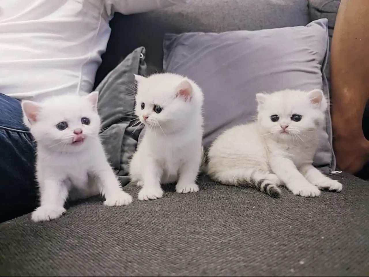 Billede 4 - Scottish fold lynx point 