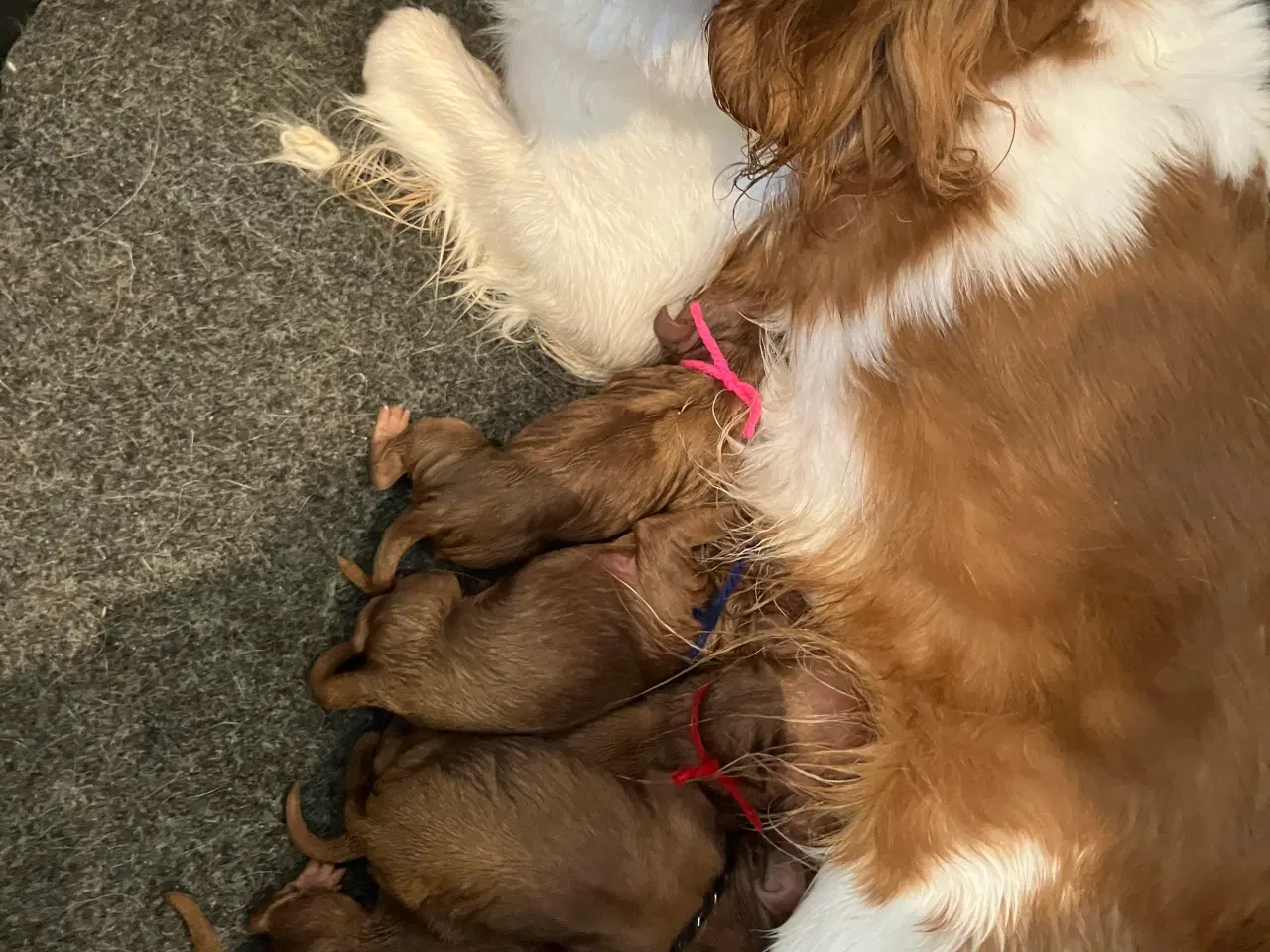 Billede 1 - Cavapoo 