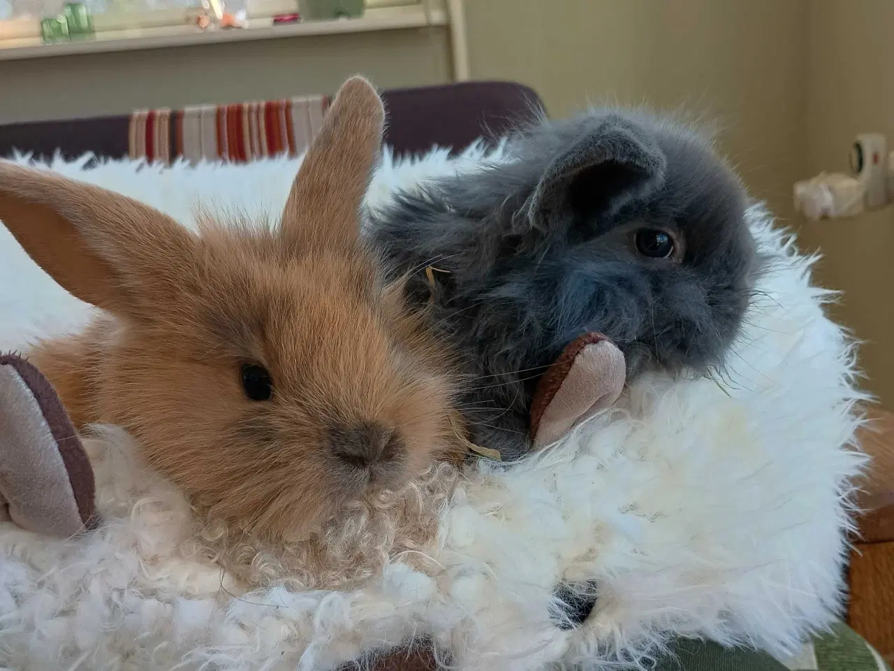 Billede 1 - Klar nu kanin unger