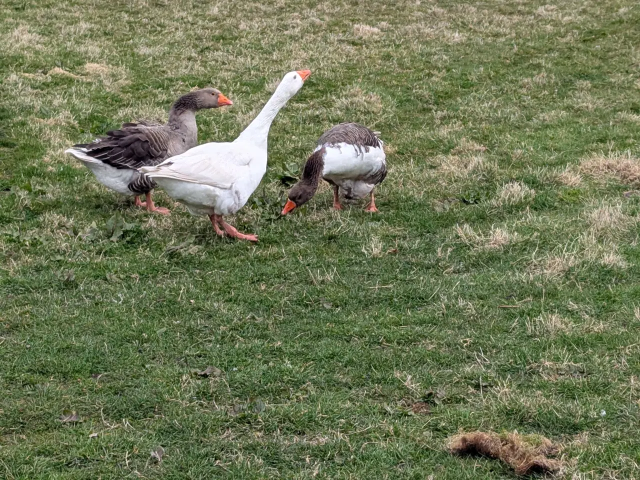 Billede 1 - Gåse par  +  en gratis 