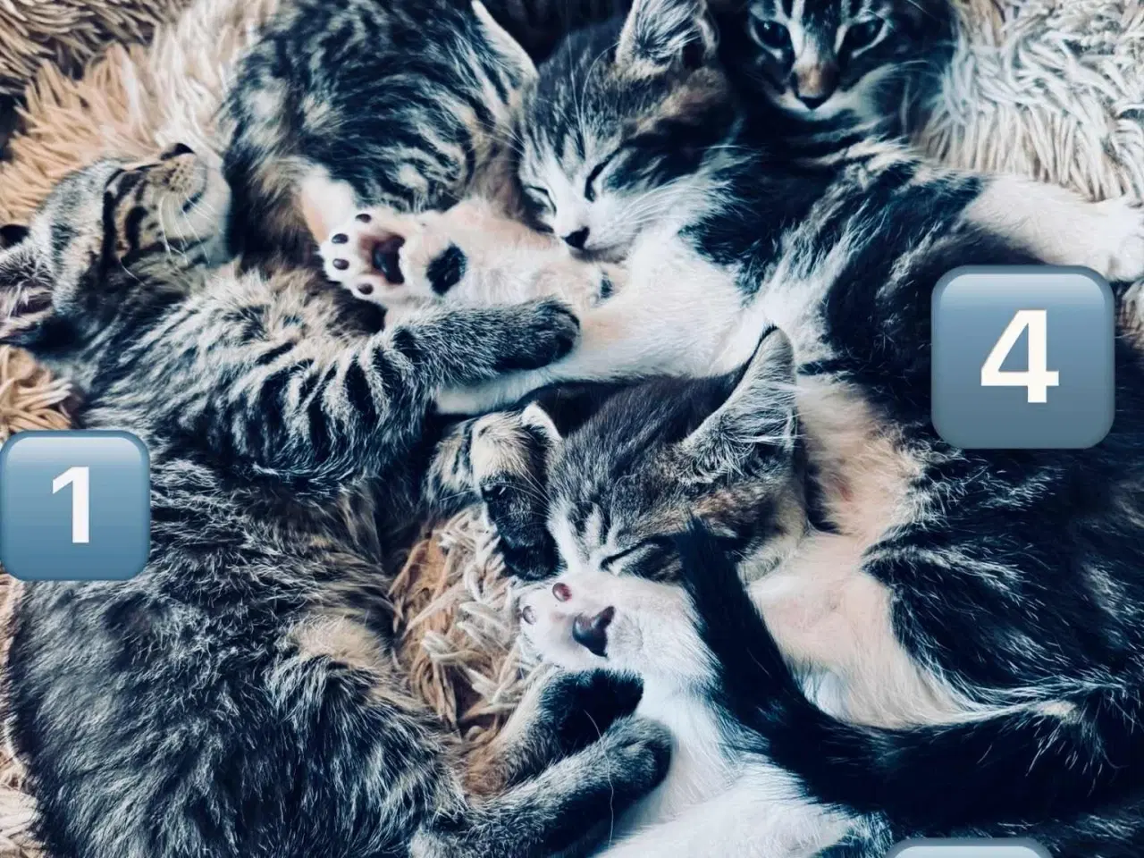 Billede 3 - Maine coon  