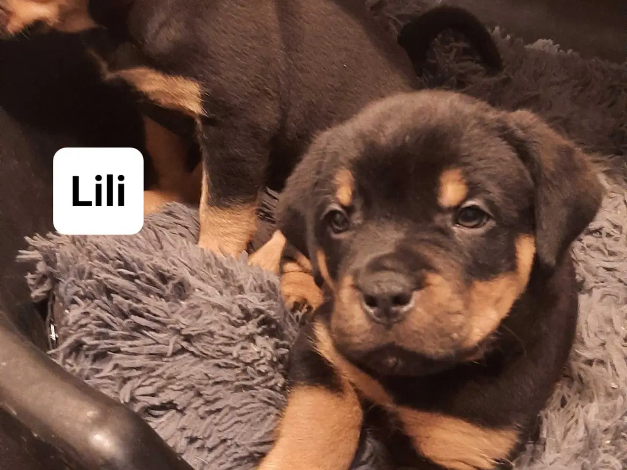 Billede 4 - En tæve tilbage 