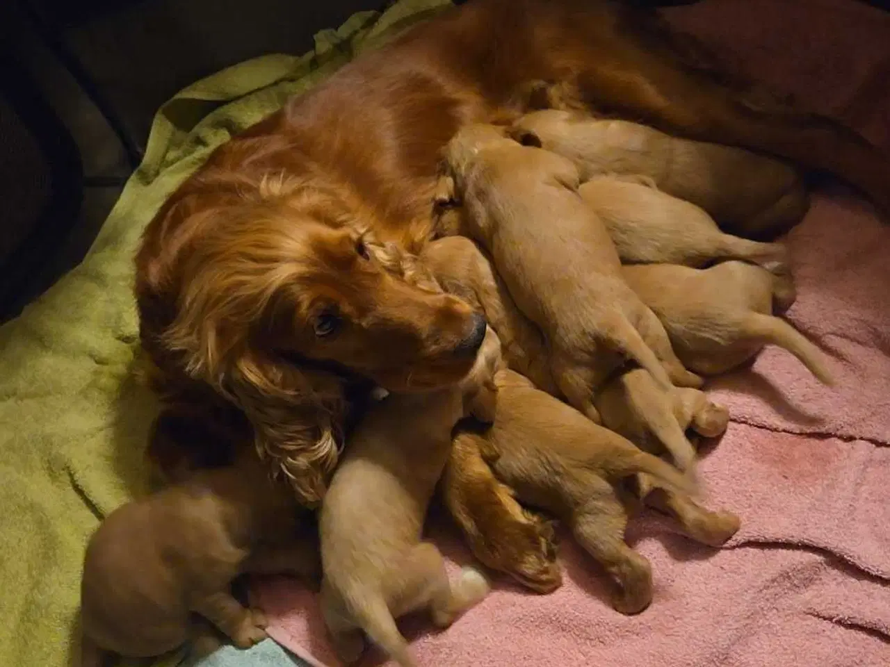 Billede 1 - Smukke Engelske Cocker Spaniel hvalpe