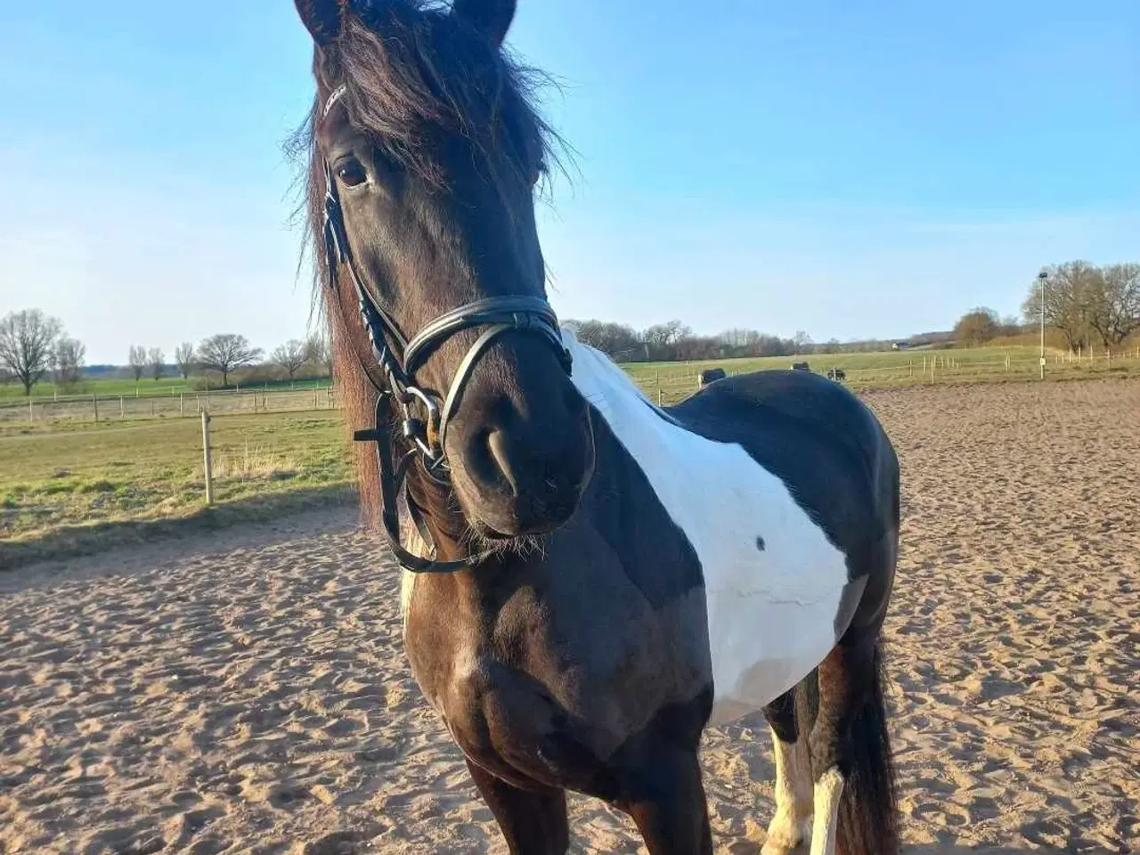 Billede 2 - Projekthest evt kun til arbejde fra jorden