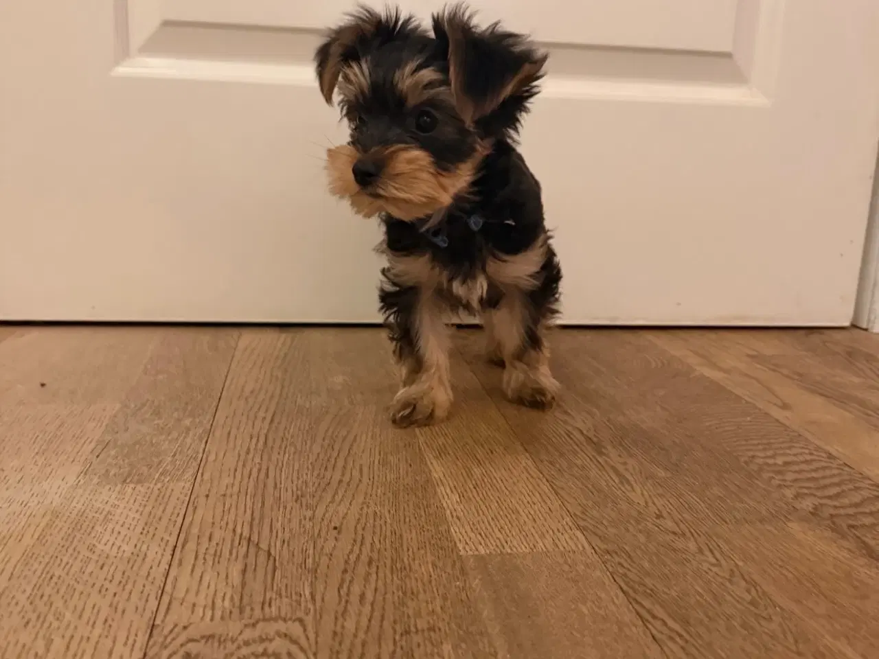 Billede 4 - Skønne Hvalpe 