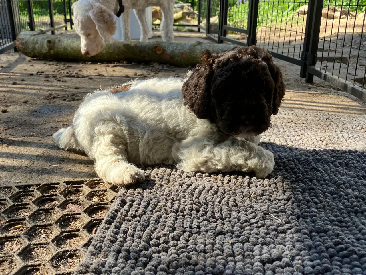 Billede 5 - Kleiner münsterländer/ Lagotto Romagnolo hvalpe 