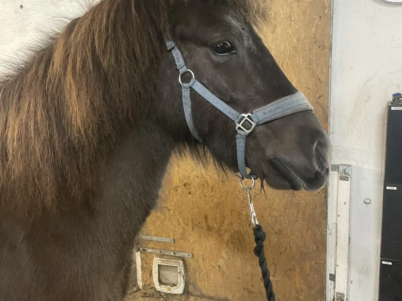 Billede 2 - Tilkørt islænder vallak