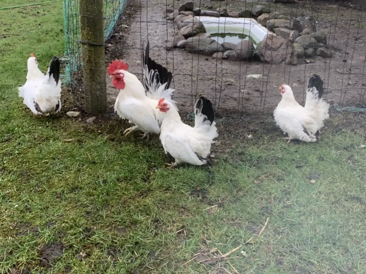 Billede 1 - Chabo kyllinger