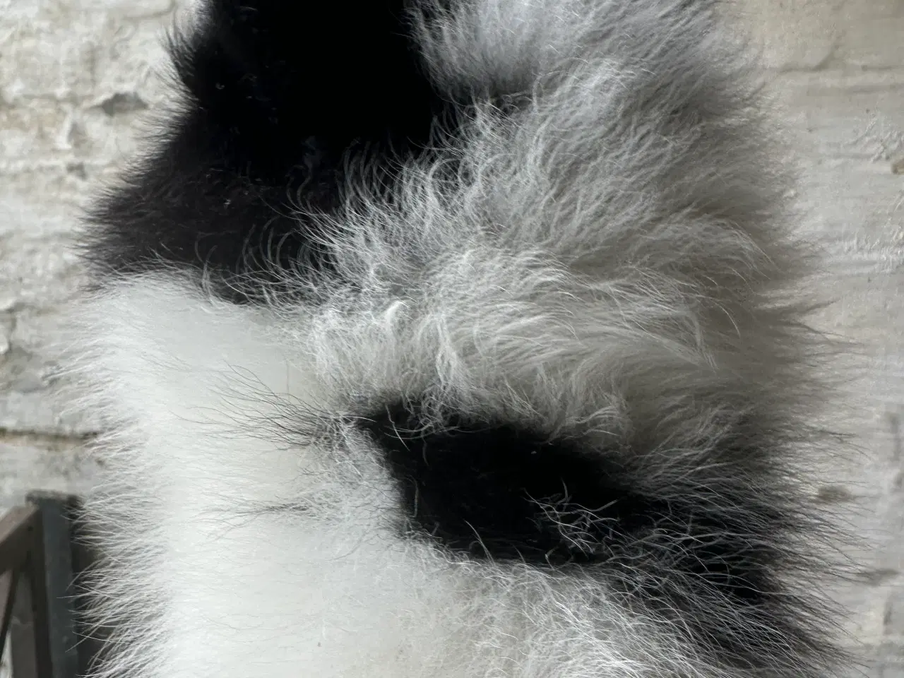 Billede 8 - Pomeranian Partycolor