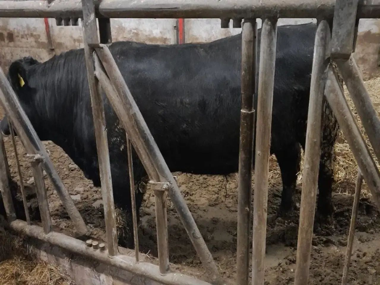 Billede 3 - Angus tyr