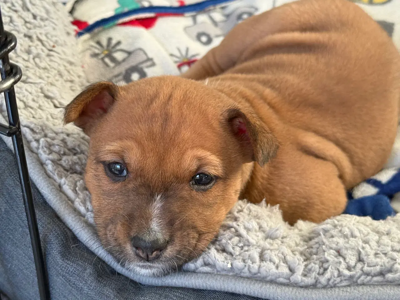 Billede 2 - Basenji hvalpe