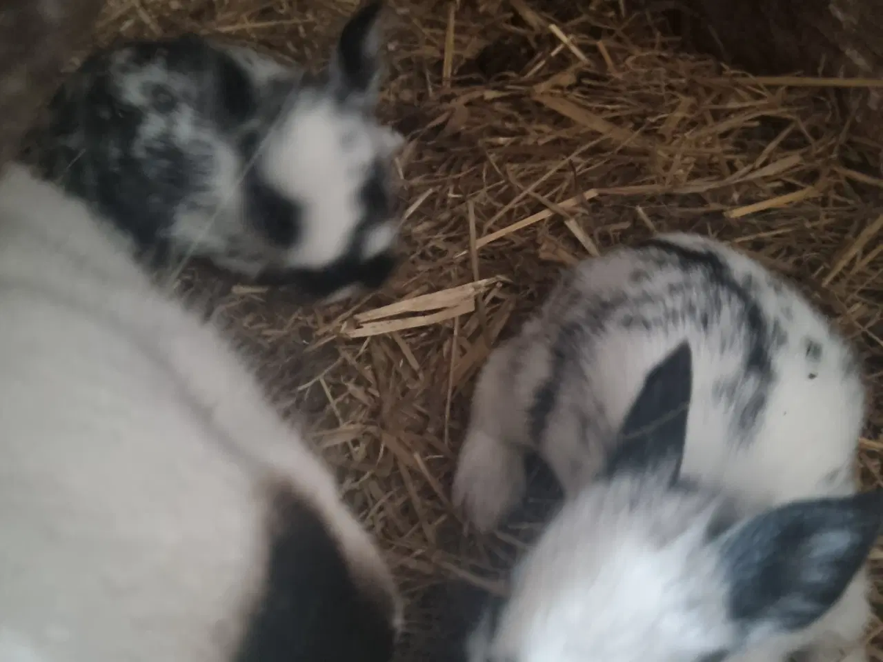 Billede 4 - Fine kaninunger