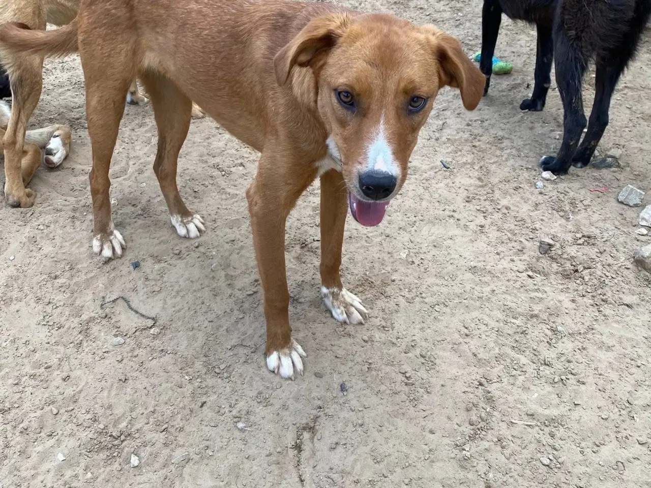 Billede 4 - Smukke Rose søger familie