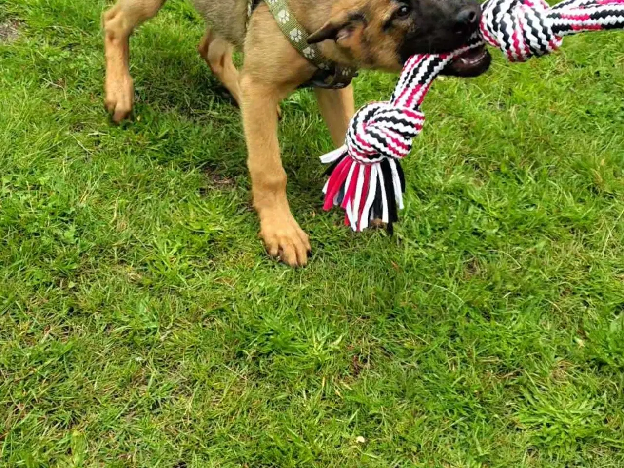 Billede 2 - Schæfer/Malinois 4 mdr gammel