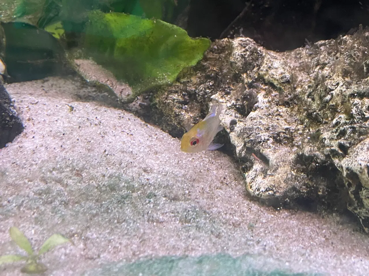 Billede 4 - 5 Sommerfuglecichlider