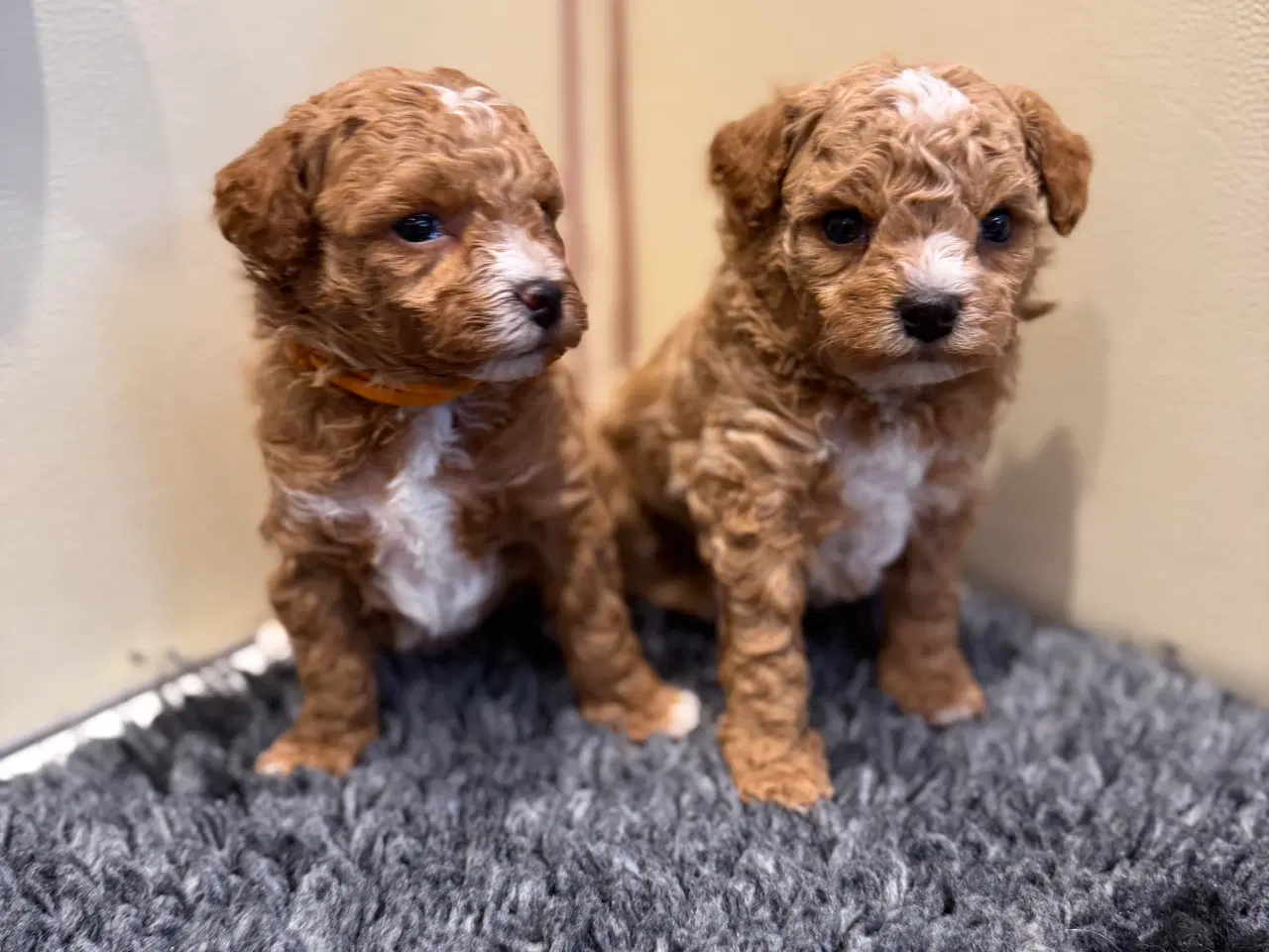 Billede 1 - Maltipoo