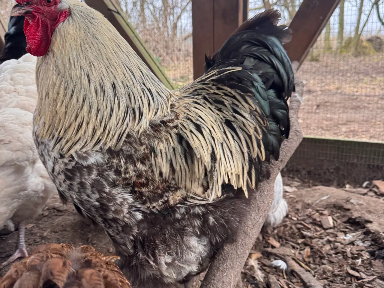 Billede 2 - Smukke haner tilsalg 