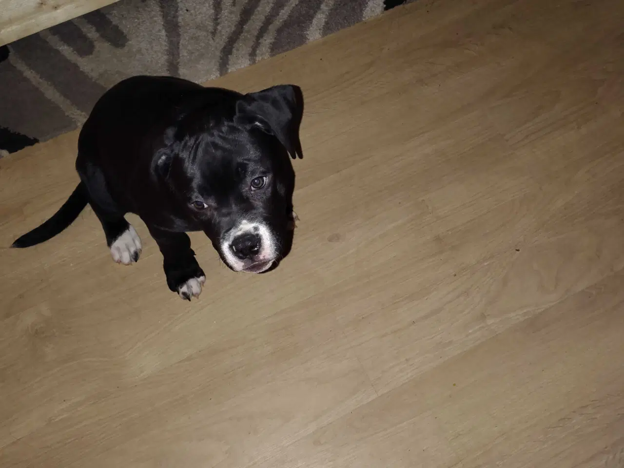 Billede 3 - Skøn tæve balnding