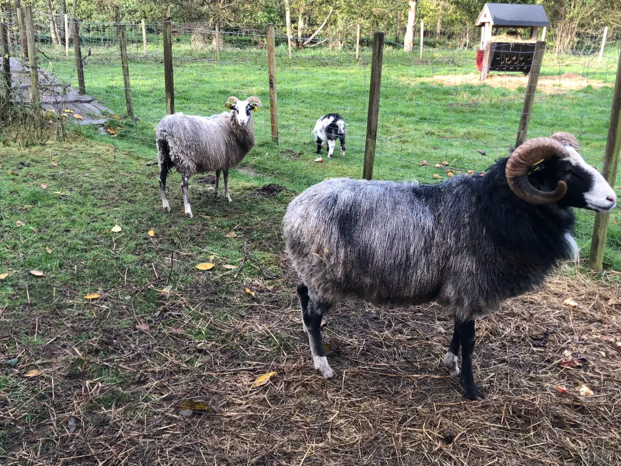 Billede 6 - Gute får