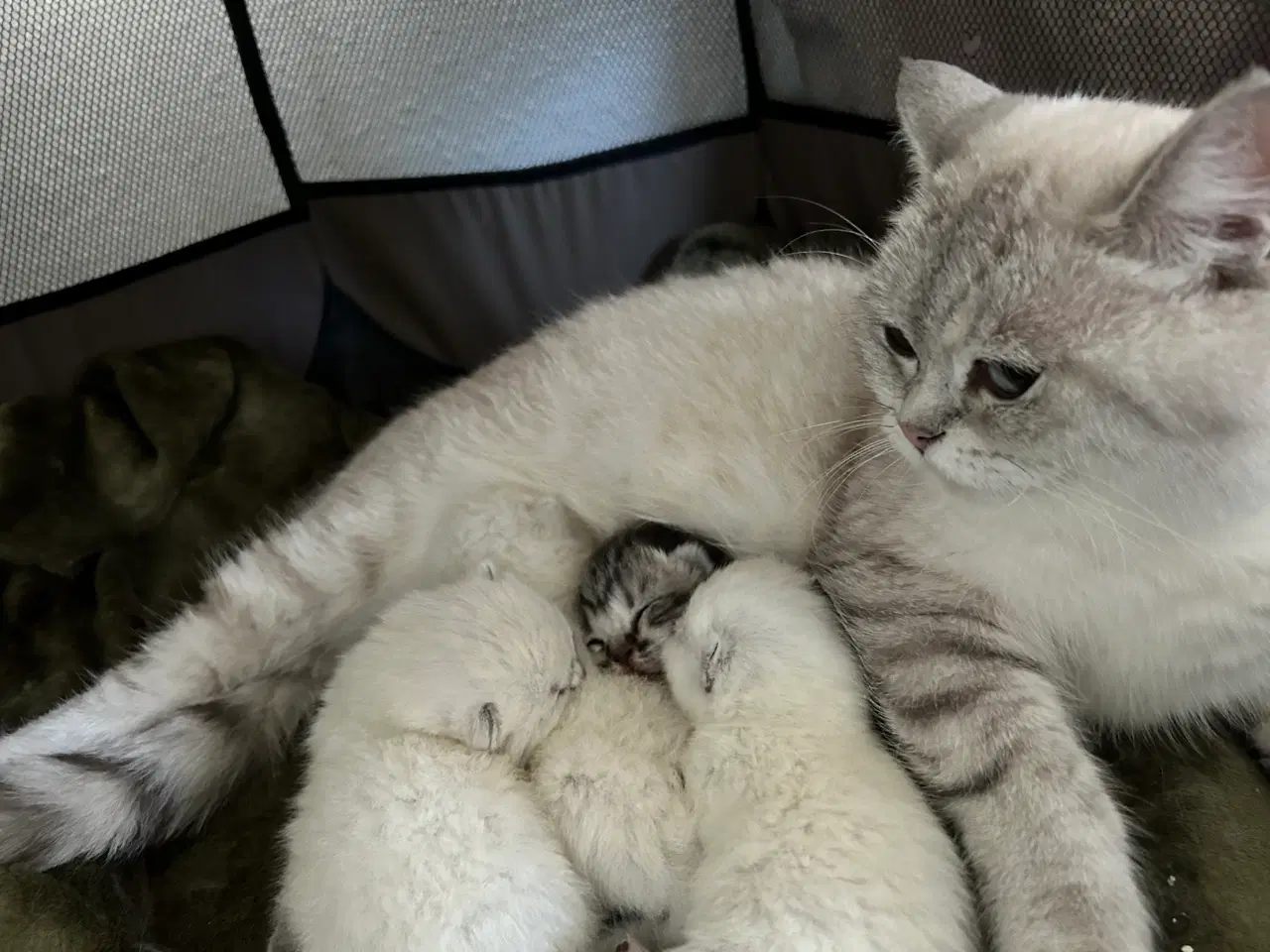 Billede 7 - British Shorthair killinger søger nyt hjem