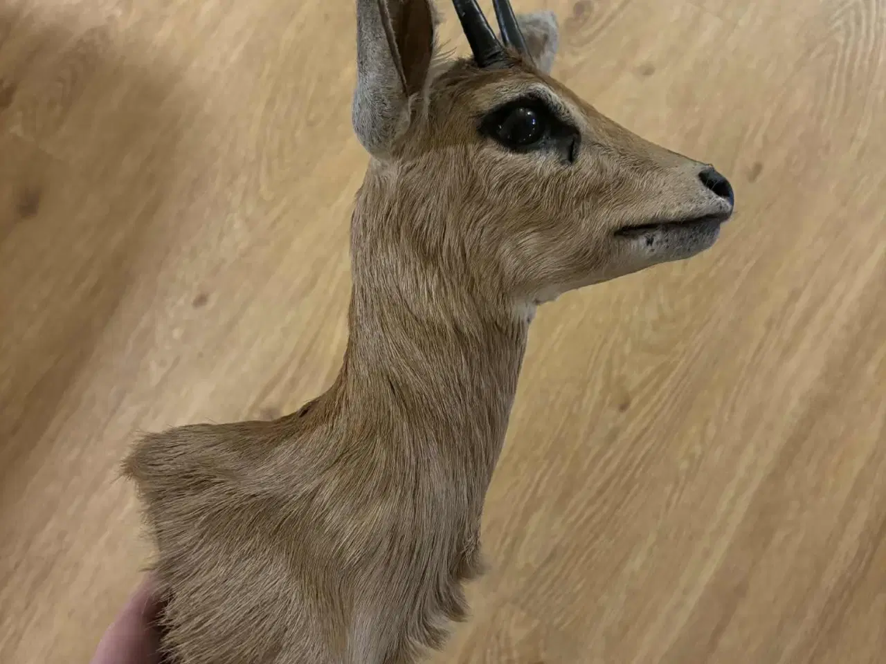 Billede 8 - Udstoppet / halsmonteret dyr