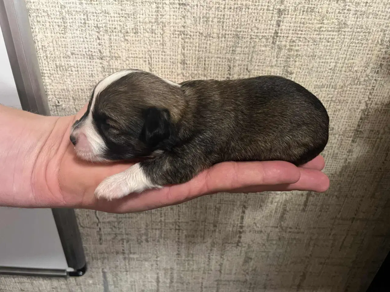 Billede 6 - Kun 2 lækre hanner tilbage. Små blandinger