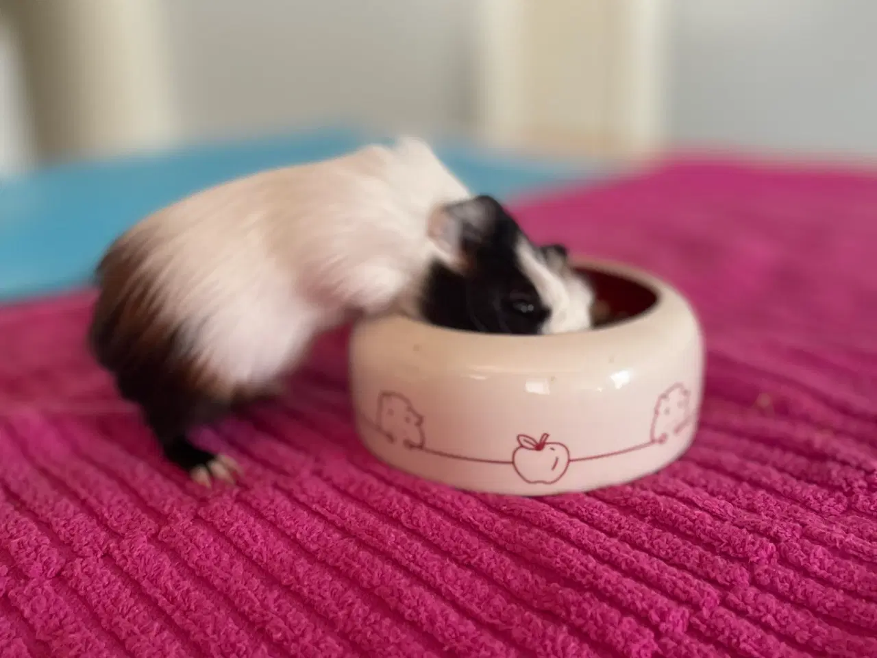 Billede 5 - Han unge 6 uger gammel