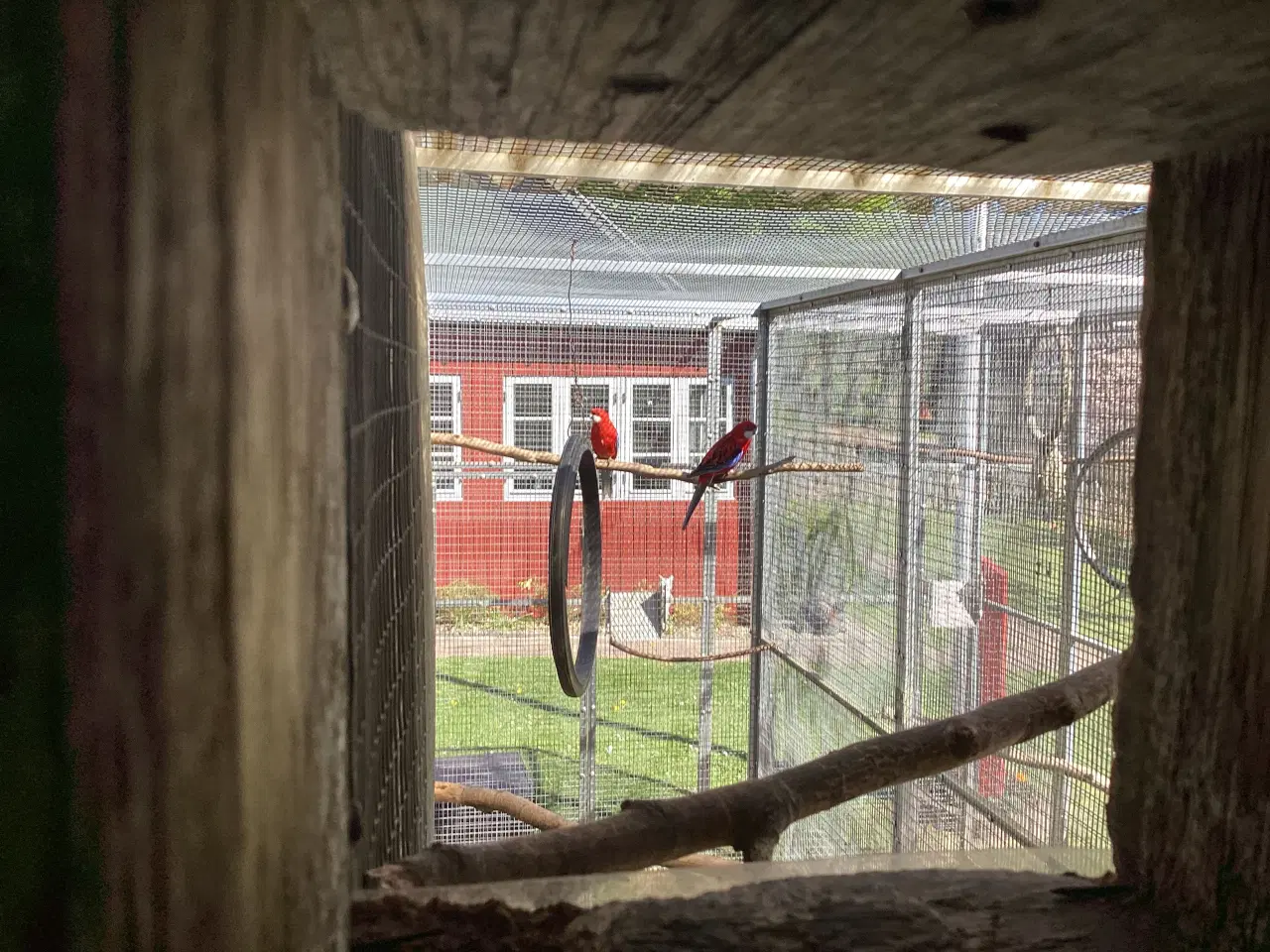 Billede 1 - rødrød rosella