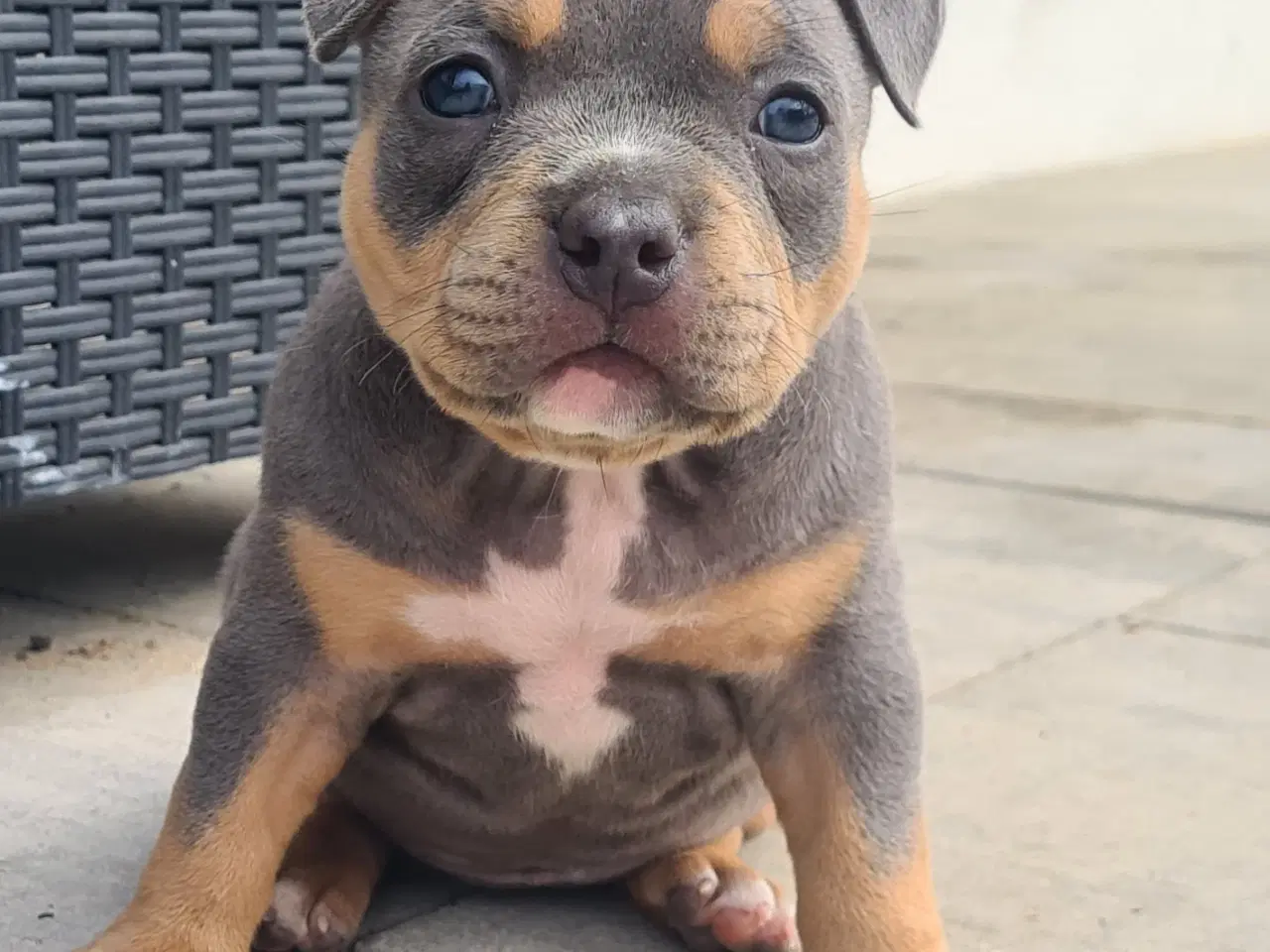 Billede 6 - American Bully Pocket Abkc Dreng 