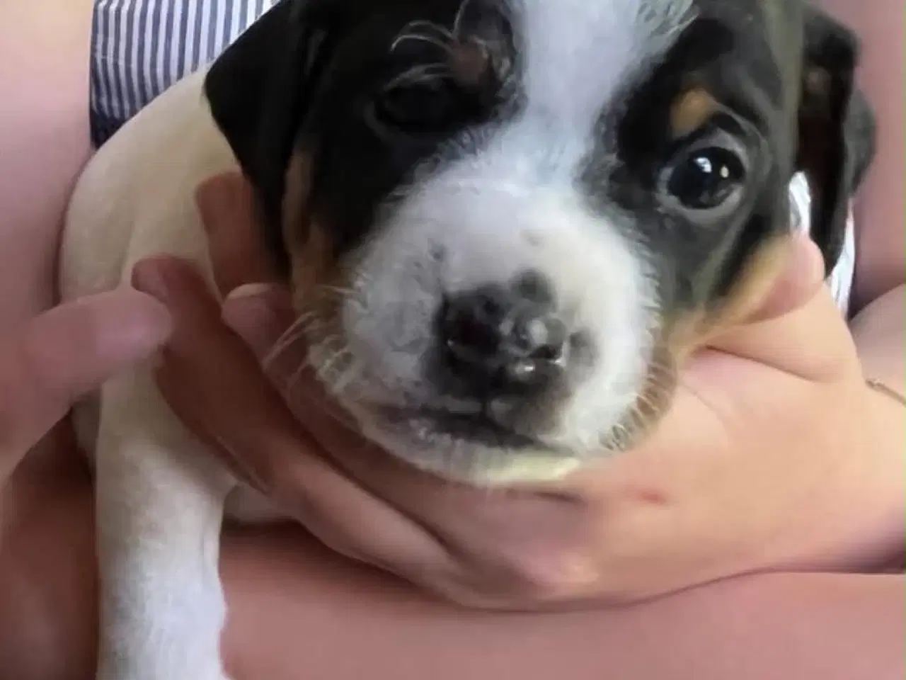 Billede 2 - To Dansk Svenske Gårdhunde hvalpe sælges