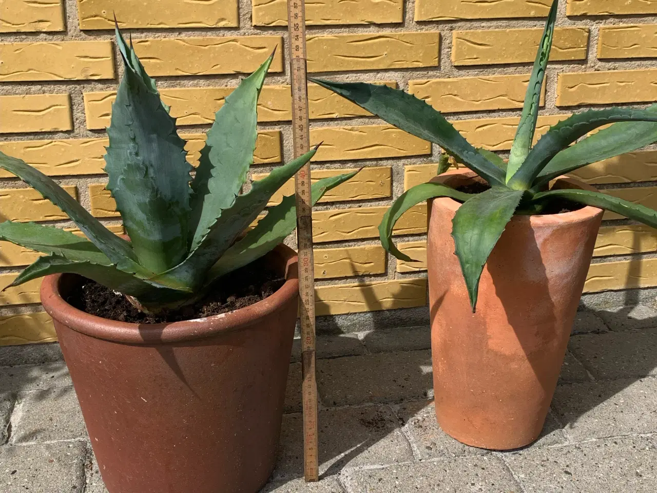 Billede 1 - Agave