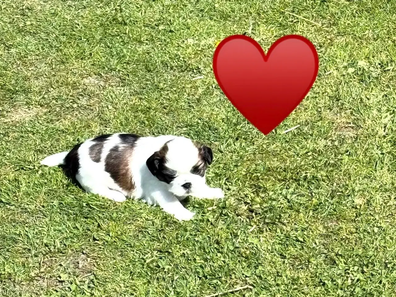 Billede 1 - Shih tzu hvalpe 