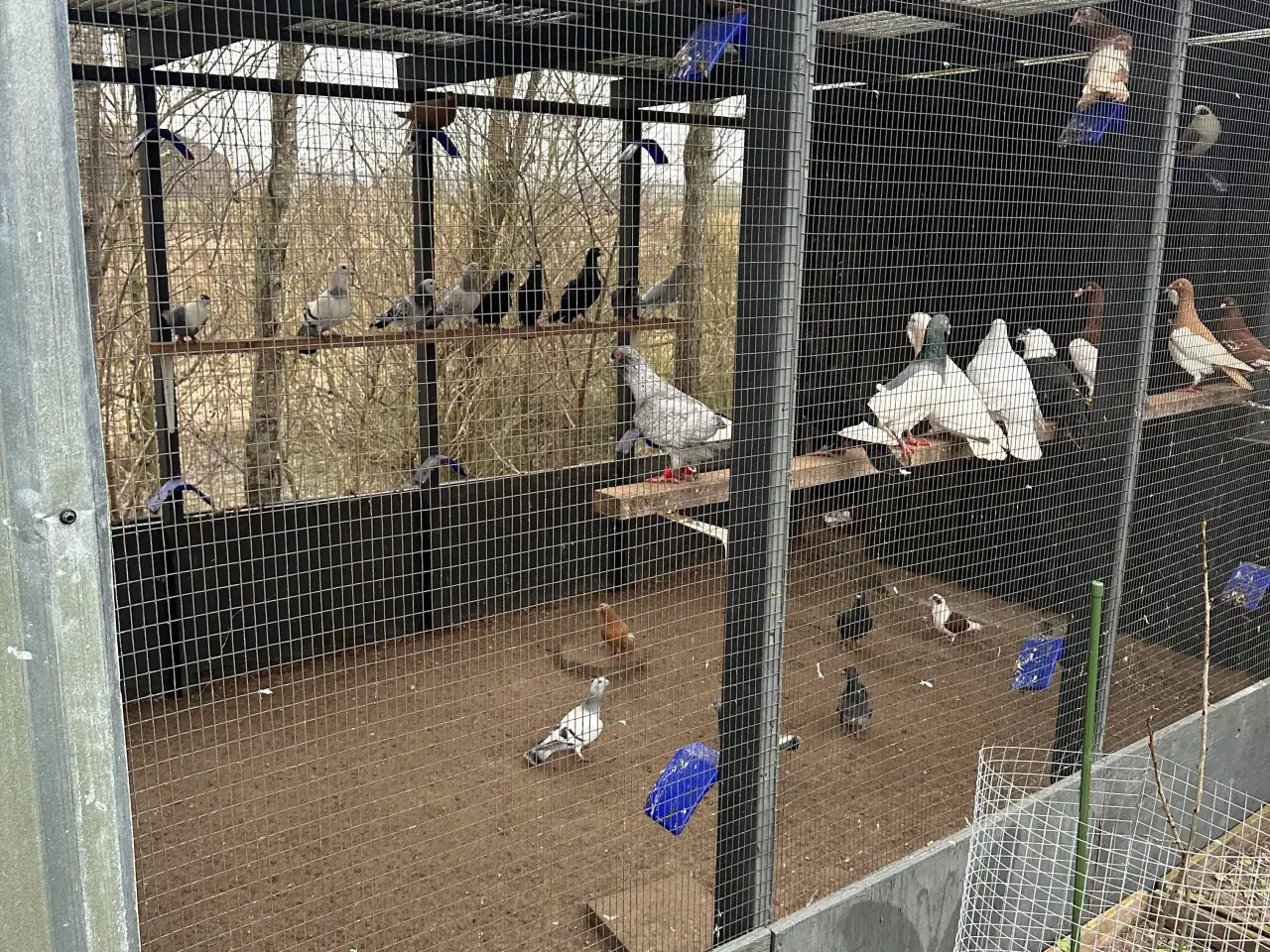 Billede 11 - Mange forskellige Arbisk race due