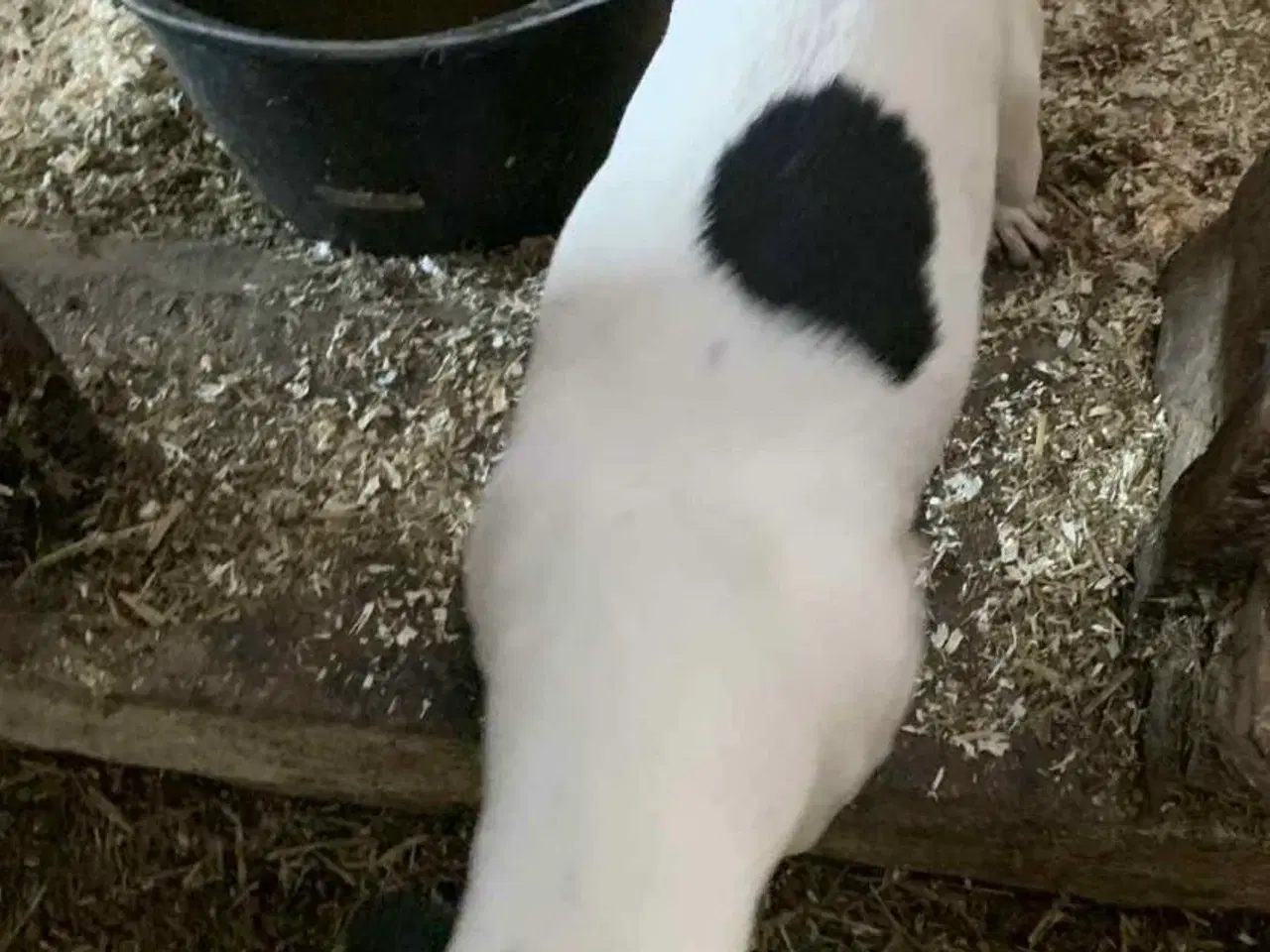 Billede 8 - Skønne hvalpe søger nyt hjem