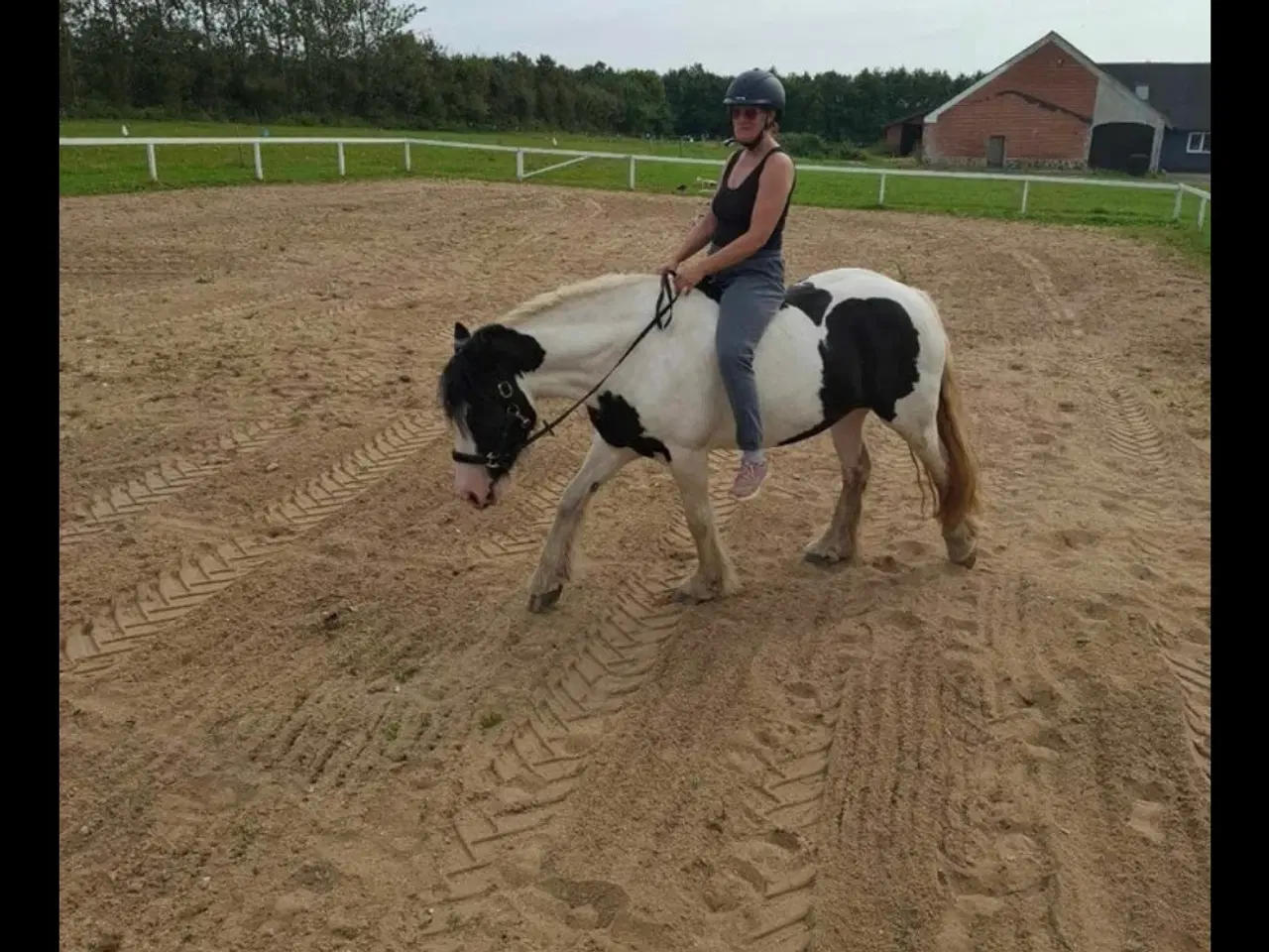 Billede 3 - Irish cob hoppe 