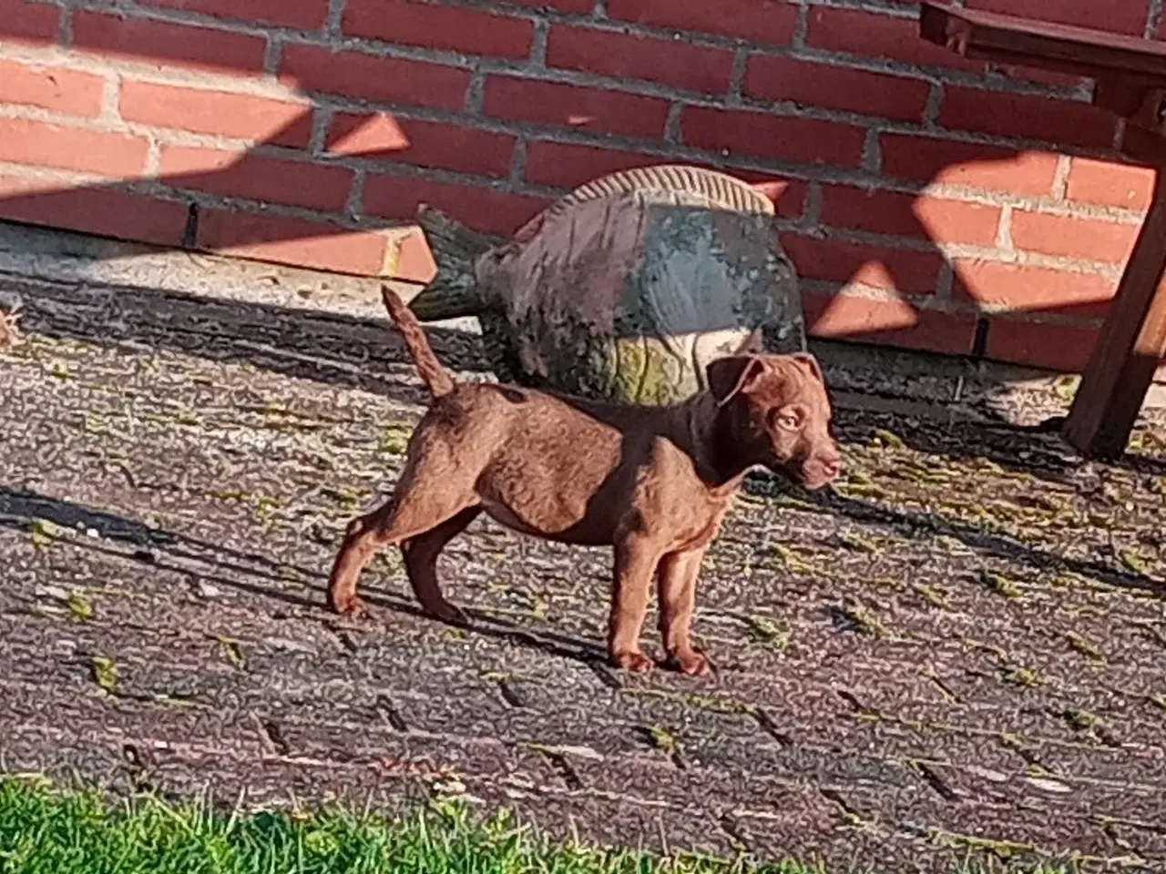 Billede 3 - Patterdale Terrier hvalpe 