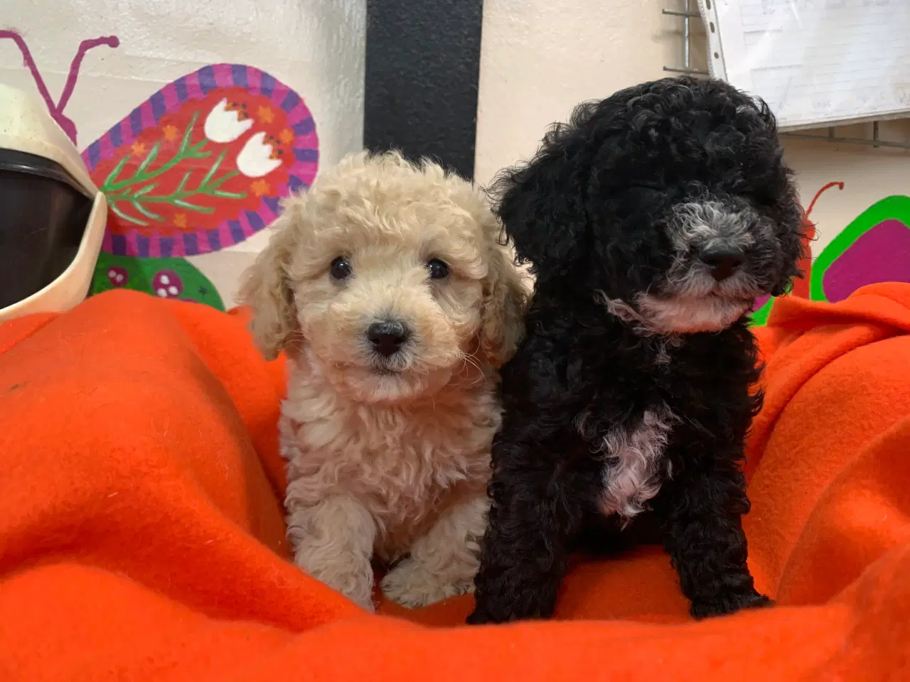 Billede 10 - Små fine mini Maltipoo babyer