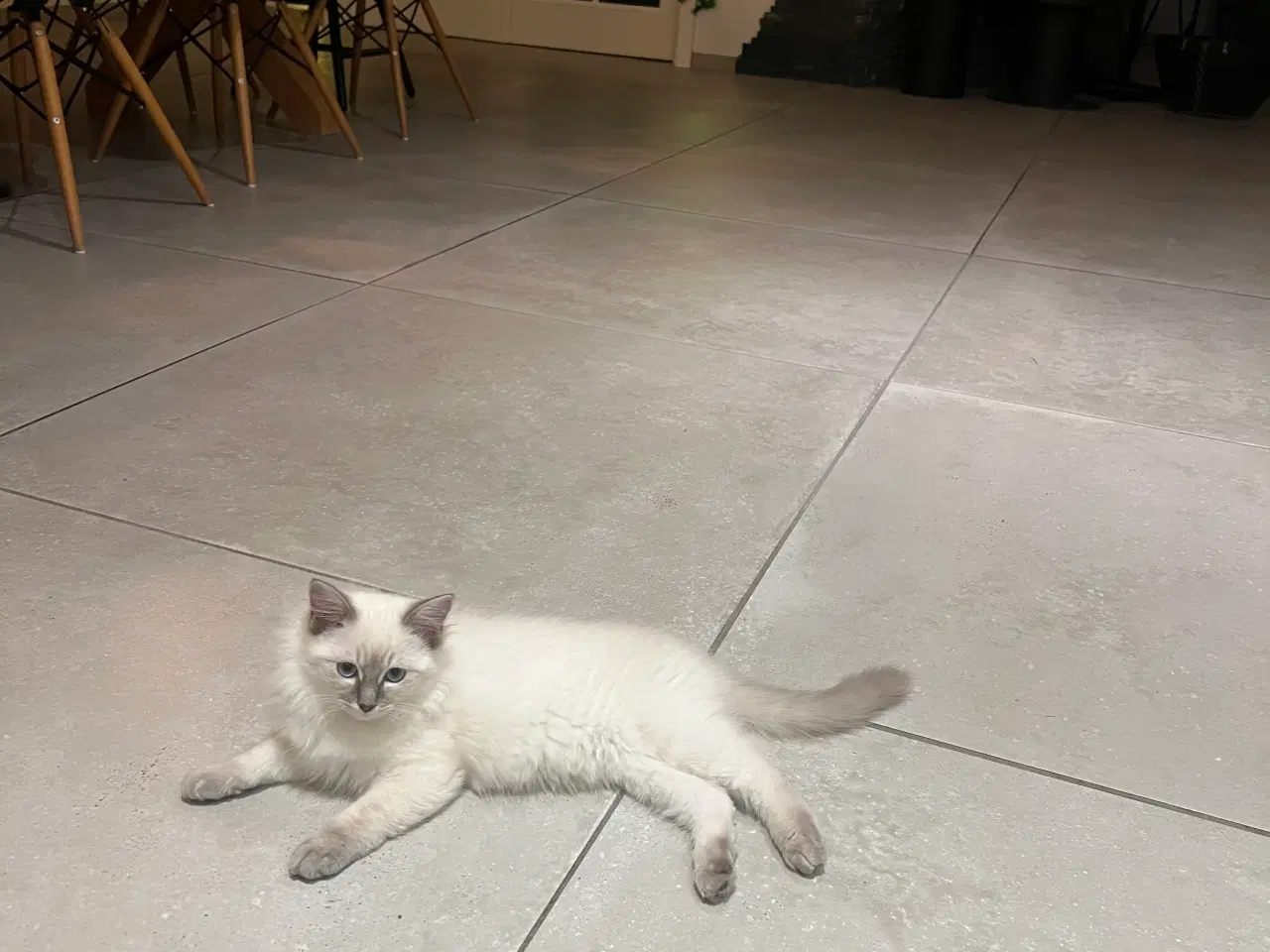 Billede 4 - Bedårende ragdolls killinger 