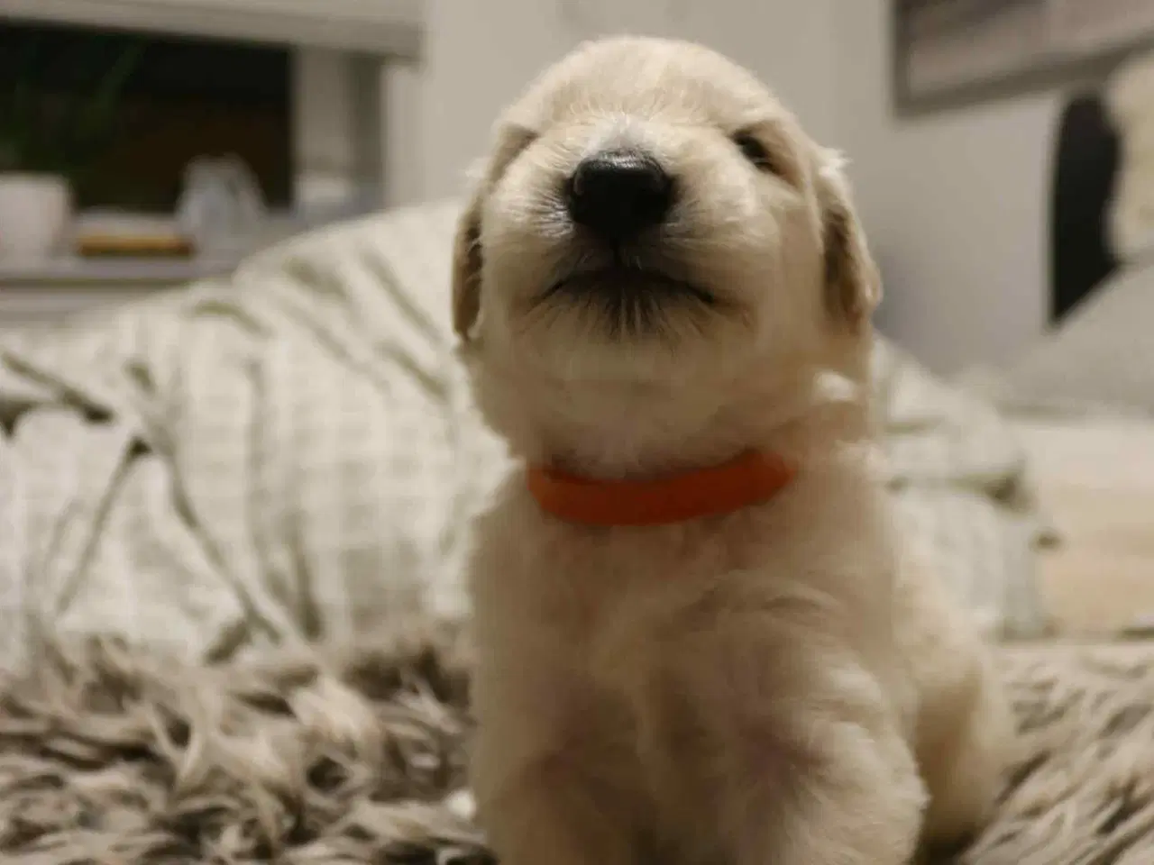 Billede 3 - Golden Doodle & Alaskan Malamute Hvalpe