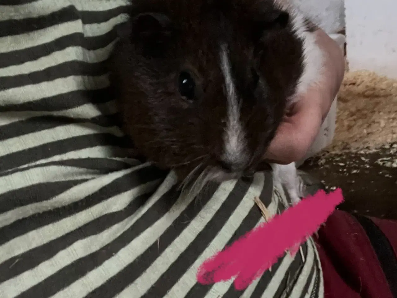 Billede 3 - Marsvine piger - unger og fuld voksen