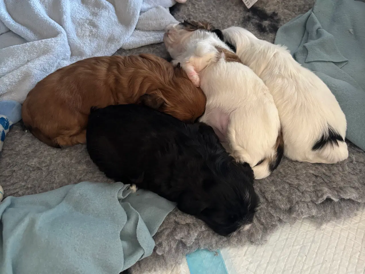 Billede 5 - Shih Tzu hvalpe sælges